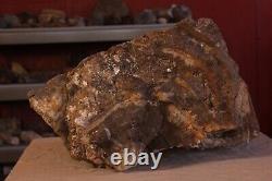 One of a kind Petrified Wood Specimen w matrix of banded Quartz Agate Opalizing