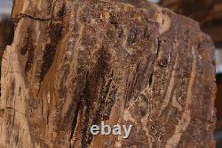 One of a kind Petrified Wood Specimen w matrix of banded Quartz Agate Opalizing