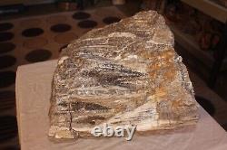 One of a kind Petrified Wood Specimen w matrix of banded Quartz Agate Opalizing