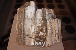 One of a kind Petrified Wood Specimen w matrix of banded Quartz Agate Opalizing