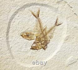 One-of-a-kind Triple Diplomystus Fossil Fish Plate Framed For Optimal Display