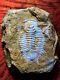 One-of-a-kind Ultra Rare Parayiliangella Trilobite, Lower Cambrian Of China, 6cm
