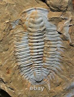 One-of-a-kind ULTRA RARE Parayiliangella Trilobite, Lower Cambrian of China, 6cm