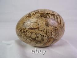 PREHISTORIC Trilobite Fossil Hand-Polished Custom Stone Egg One-of-a-Kind