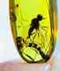 Perfect Large Snipe Fly Rhagionidae Amber Fossil Museum Quality One Of A Kind