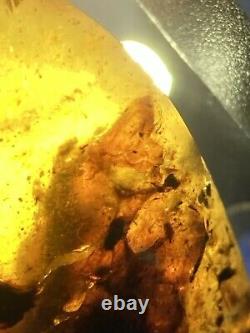Possible FROG \uD83D\uDC38 One Of A Kind Genuine Burmite (Myanmar Amber), Dates 98myo