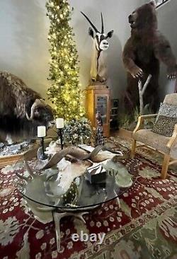 REDUCED$$ Collectible Authentic Moose Antler Table 50 Diameter, ONE OF A KIND