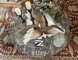 REDUCED$$ Collectible Authentic Moose Antler Table 50 Diameter, ONE OF A KIND