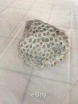 Rare 2000 Year Old Coral Rock Found Under Sea One Of a Kind In The World