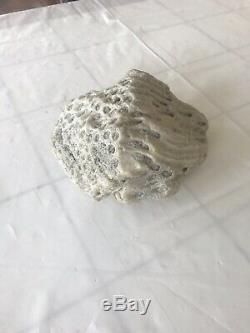 Rare 2000 Year Old Coral Rock Found Under Sea One Of a Kind In The World