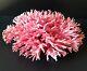 Rare Large Pink/red Natural Coral Bird-nest Cluster Exquisite One Of A Kind