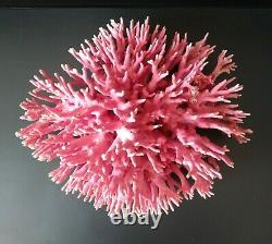 Rare Large Pink/Red Natural Coral Bird-nest Cluster Exquisite One of a Kind