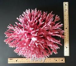 Rare Large Pink/Red Natural Coral Bird-nest Cluster Exquisite One of a Kind