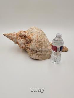 Rare One Of A Kind Collectible Giant 18 Inch Florida Horse Conch Sea Shell
