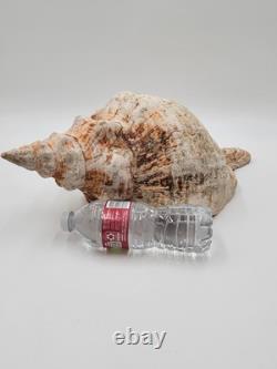 Rare One Of A Kind Collectible Giant 18 Inch Florida Horse Conch Sea Shell