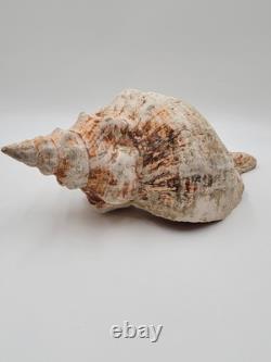 Rare One Of A Kind Collectible Giant 18 Inch Florida Horse Conch Sea Shell
