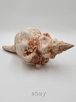 Rare One Of A Kind Collectible Giant 18 Inch Florida Horse Conch Sea Shell