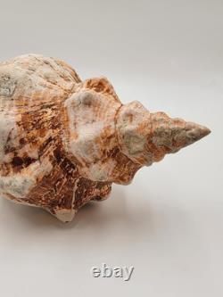 Rare One Of A Kind Collectible Giant 18 Inch Florida Horse Conch Sea Shell