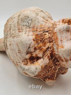 Rare One Of A Kind Collectible Giant 18 Inch Florida Horse Conch Sea Shell