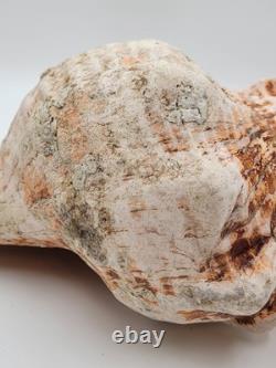 Rare One Of A Kind Collectible Giant 18 Inch Florida Horse Conch Sea Shell