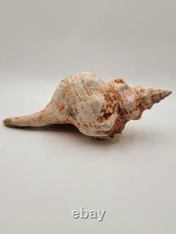Rare One Of A Kind Collectible Giant 18 Inch Florida Horse Conch Sea Shell