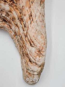 Rare One Of A Kind Collectible Giant 18 Inch Florida Horse Conch Sea Shell