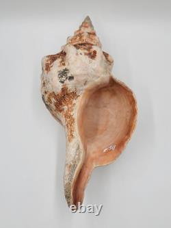 Rare One Of A Kind Collectible Giant 18 Inch Florida Horse Conch Sea Shell