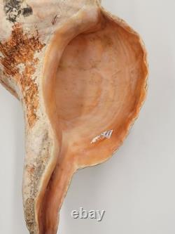 Rare One Of A Kind Collectible Giant 18 Inch Florida Horse Conch Sea Shell