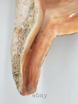 Rare One Of A Kind Collectible Giant 18 Inch Florida Horse Conch Sea Shell