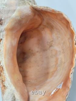 Rare One Of A Kind Collectible Giant 18 Inch Florida Horse Conch Sea Shell