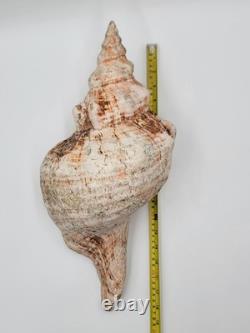 Rare One Of A Kind Collectible Giant 18 Inch Florida Horse Conch Sea Shell