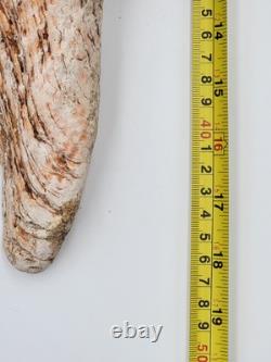 Rare One Of A Kind Collectible Giant 18 Inch Florida Horse Conch Sea Shell