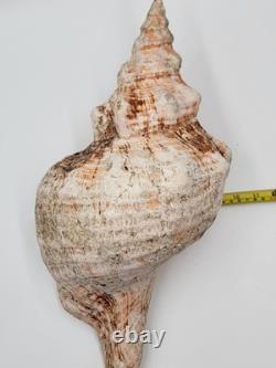 Rare One Of A Kind Collectible Giant 18 Inch Florida Horse Conch Sea Shell