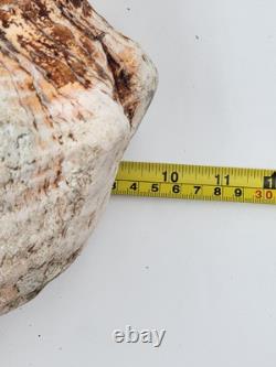 Rare One Of A Kind Collectible Giant 18 Inch Florida Horse Conch Sea Shell