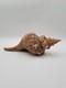 Rare One Of A Kind Collectible Giant 19 Inch Florida Horse Conch Sea Shell