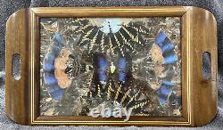 Rare One Of A Kind Vintage Brazilian Inlaid Mahoganyreal Butterfly Glass Tray