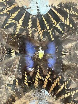 Rare One Of A Kind Vintage Brazilian Inlaid Mahoganyreal Butterfly Glass Tray