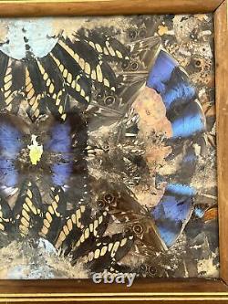 Rare One Of A Kind Vintage Brazilian Inlaid Mahoganyreal Butterfly Glass Tray