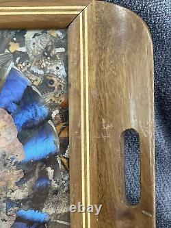 Rare One Of A Kind Vintage Brazilian Inlaid Mahoganyreal Butterfly Glass Tray