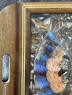 Rare One Of A Kind Vintage Brazilian Inlaid Mahoganyreal Butterfly Glass Tray