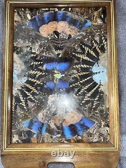 Rare One Of A Kind Vintage Brazilian Inlaid Mahoganyreal Butterfly Glass Tray