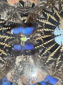 Rare One Of A Kind Vintage Brazilian Inlaid Mahoganyreal Butterfly Glass Tray