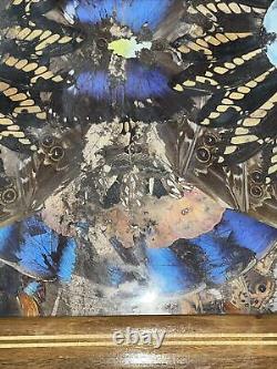 Rare One Of A Kind Vintage Brazilian Inlaid Mahoganyreal Butterfly Glass Tray