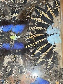 Rare One Of A Kind Vintage Brazilian Inlaid Mahoganyreal Butterfly Glass Tray