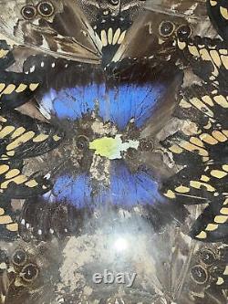 Rare One Of A Kind Vintage Brazilian Inlaid Mahoganyreal Butterfly Glass Tray