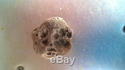 Rare fossil like rock paw special one of a kind