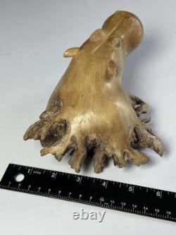 Root Wood Hippopotamus Hippo Carving Rare Unique Beautiful 8x6 One Of A Kind