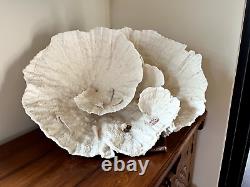 Sea Coral Museum Quality. 28 lbs. True collector piece. One of a kind