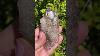 Smoky Quartz Crystal Cluster Rare Formations Smokyquartz Rarecrystals Gemsandminerals