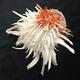 Spondylus Leucacanthus 180 Mm One Of A Kind Self Collected Sea Of Cortez